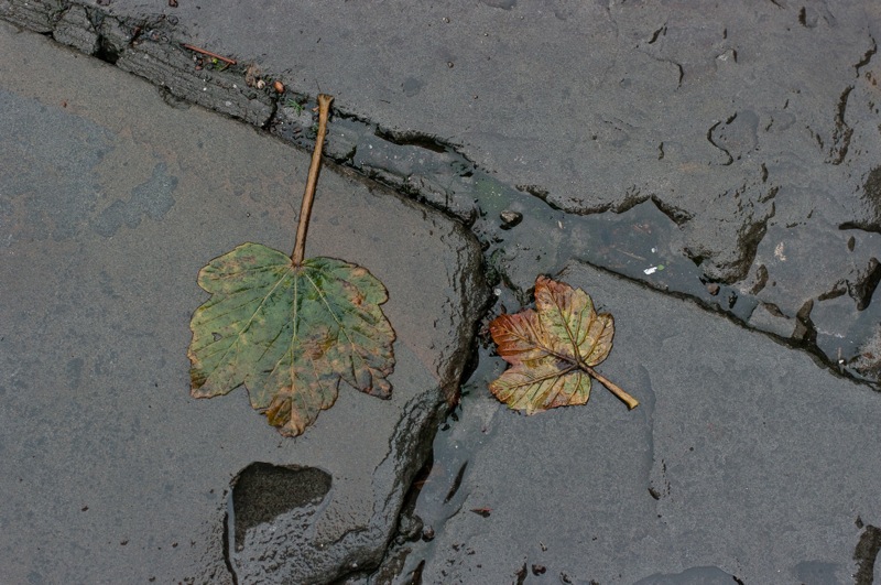Two wet leaves